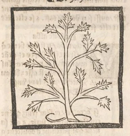 An illustration from [Arbolayre :] Le grant herbier en françois, leaf 339