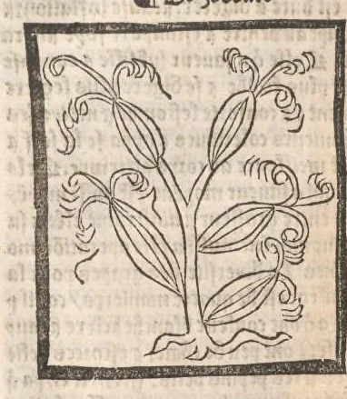 An illustration from [Arbolayre :] Le grant herbier en françois, leaf 339