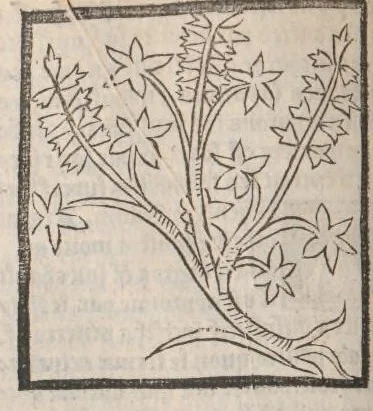 An illustration from [Arbolayre :] Le grant herbier en françois, leaf 57
