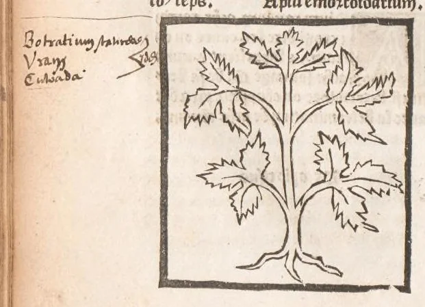An illustration from [Arbolayre :] Le grant herbier en françois, leaf 61