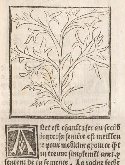 An illustration from [Arbolayre :] Le grant herbier en françois, leaf 64