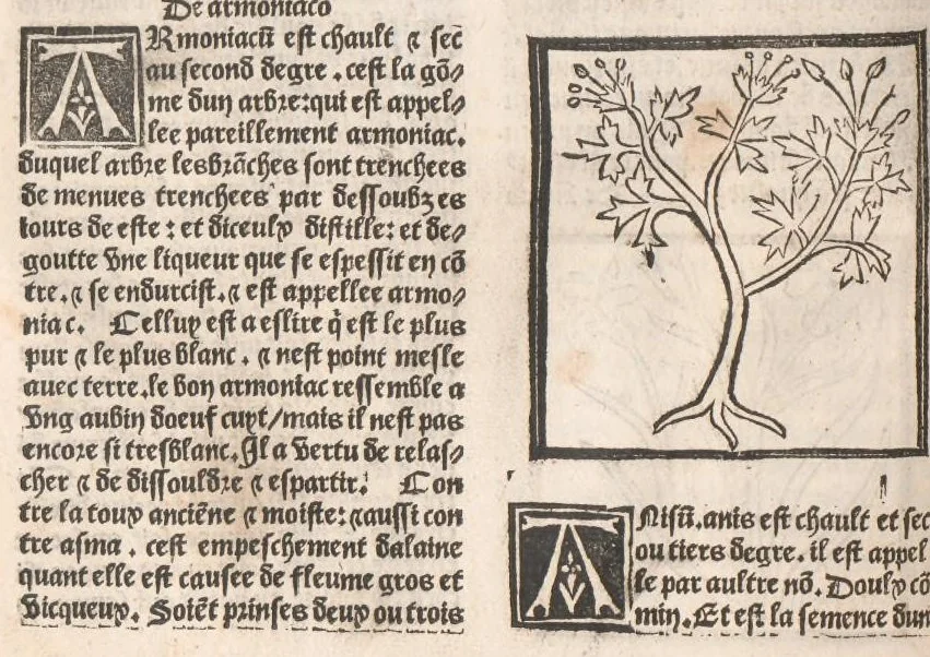 An illustration from [Arbolayre :] Le grant herbier en françois, leaf 67