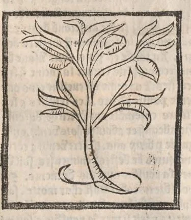 An illustration from [Arbolayre :] Le grant herbier en françois, leaf 70