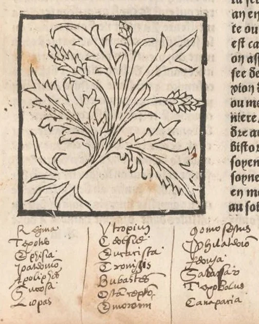 An illustration from [Arbolayre :] Le grant herbier en françois, leaf 73