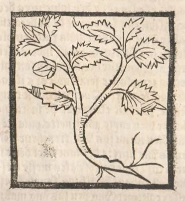 An illustration from [Arbolayre :] Le grant herbier en françois, leaf 80