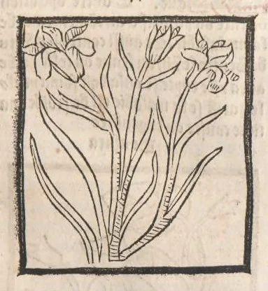 An illustration from [Arbolayre :] Le grant herbier en françois, leaf 80