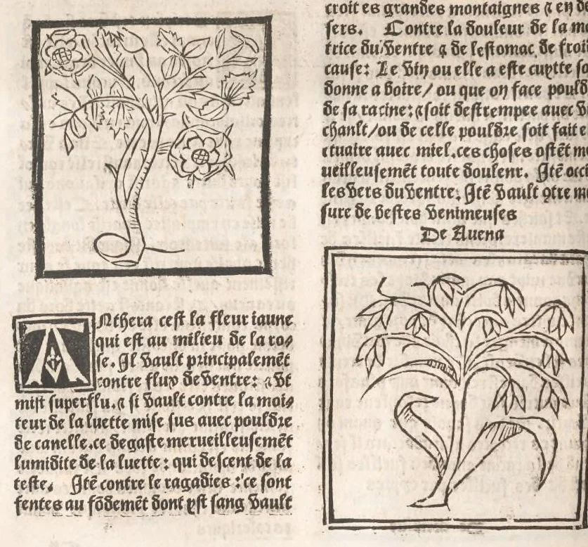 An illustration from [Arbolayre :] Le grant herbier en françois, leaf 83