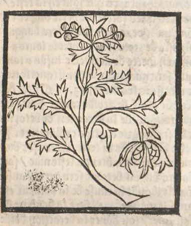 An illustration from [Arbolayre :] Le grant herbier en françois, leaf 92
