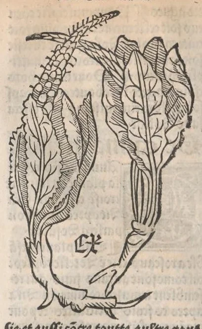 An illustration from Arbolayre contenant la qualitey et virtus, proprietey des herbes, arbres, gommes et semences…, leaf 177