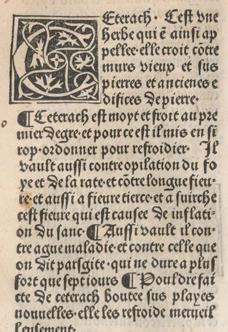An illustration from Arbolayre contenant la qualitey et virtus, proprietey des herbes, arbres, gommes et semences…, leaf 177
