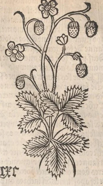 An illustration from Arbolayre contenant la qualitey et virtus, proprietey des herbes, arbres, gommes et semences…, leaf 215