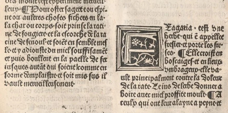 An illustration from Arbolayre contenant la qualitey et virtus, proprietey des herbes, arbres, gommes et semences…, leaf 215