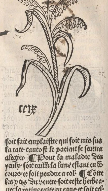 An illustration from Arbolayre contenant la qualitey et virtus, proprietey des herbes, arbres, gommes et semences…, leaf 235