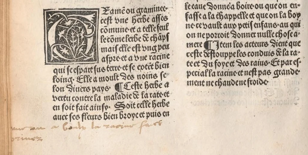 An illustration from Arbolayre contenant la qualitey et virtus, proprietey des herbes, arbres, gommes et semences…, leaf 235