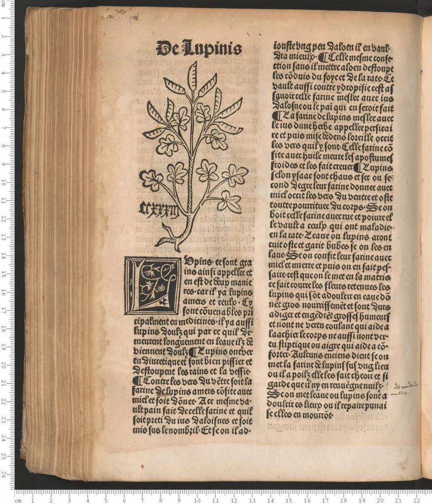 An illustration from Arbolayre contenant la qualitey et virtus, proprietey des herbes, arbres, gommes et semences…, leaf 265