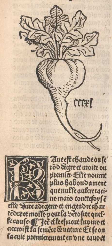 An illustration from Arbolayre contenant la qualitey et virtus, proprietey des herbes, arbres, gommes et semences…, leaf 369