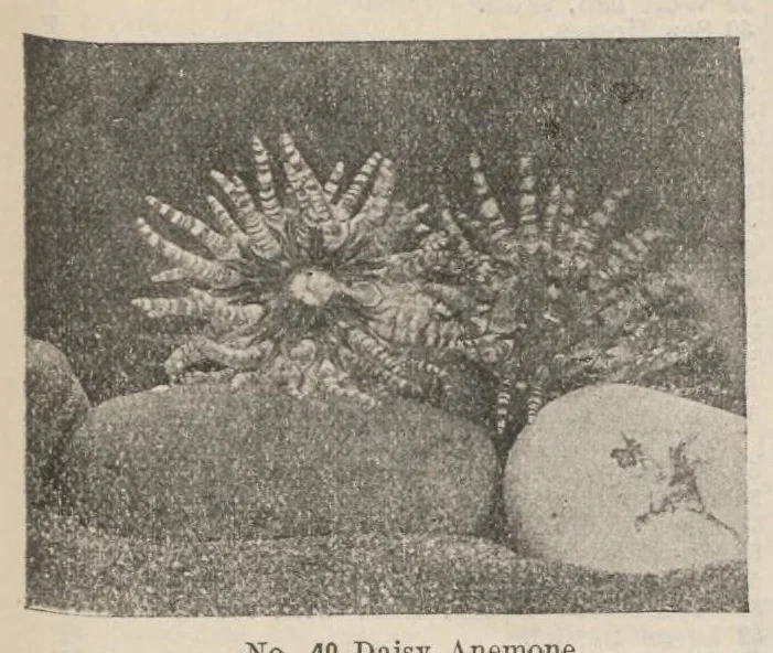 An illustration from Lantern Slides illustrating Zoology, Botany, Geology, Astronomy, Textiles, &c.: Catalogue E., 1924, leaf 24