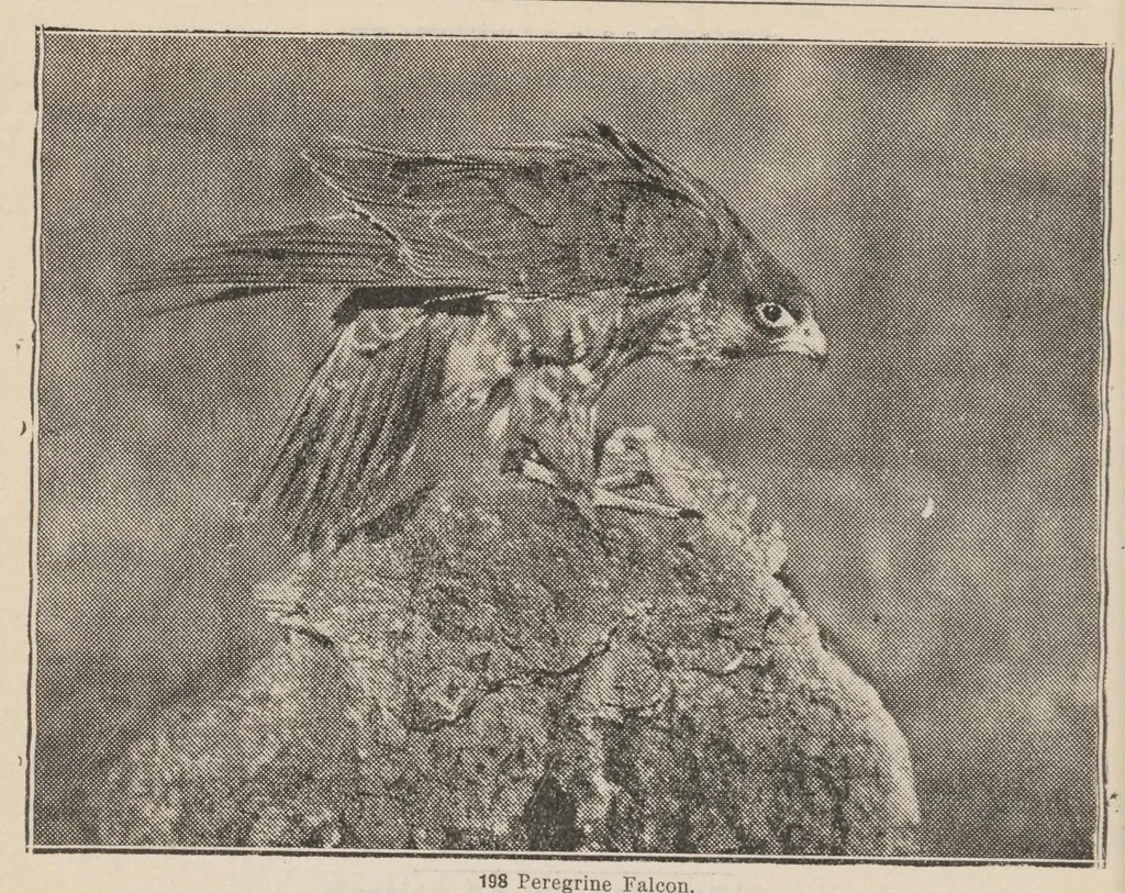 An illustration from Lantern Slides illustrating Zoology, Botany, Geology, Astronomy, Textiles, &c.: Catalogue E., 1924, leaf 27