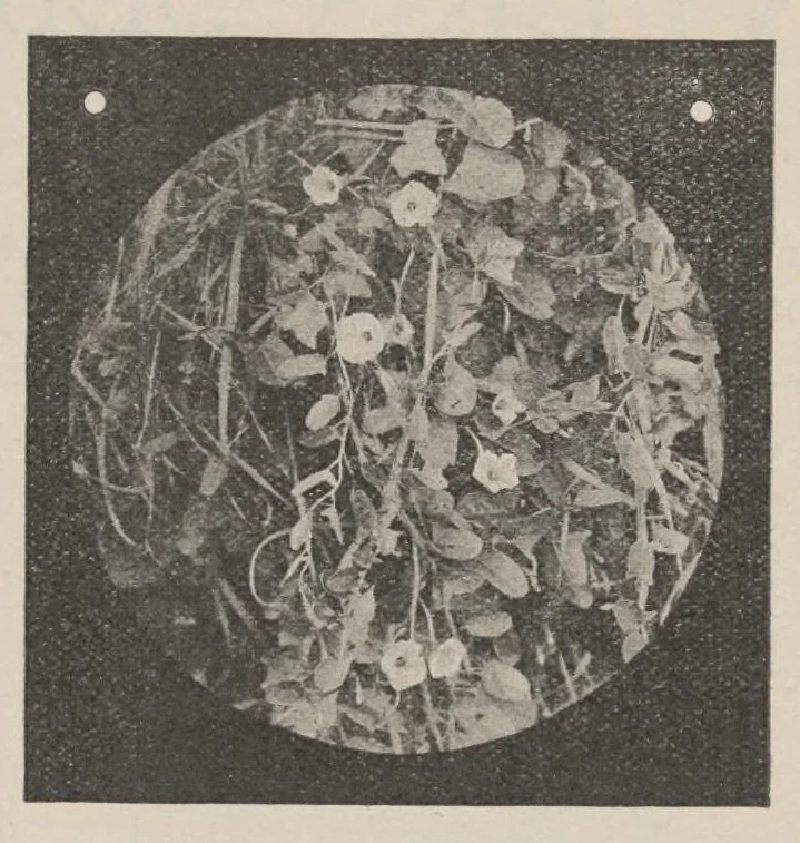 An illustration from Lantern Slides illustrating Zoology, Botany, Geology, Astronomy, Textiles, &c.: Catalogue E., 1924, leaf 3