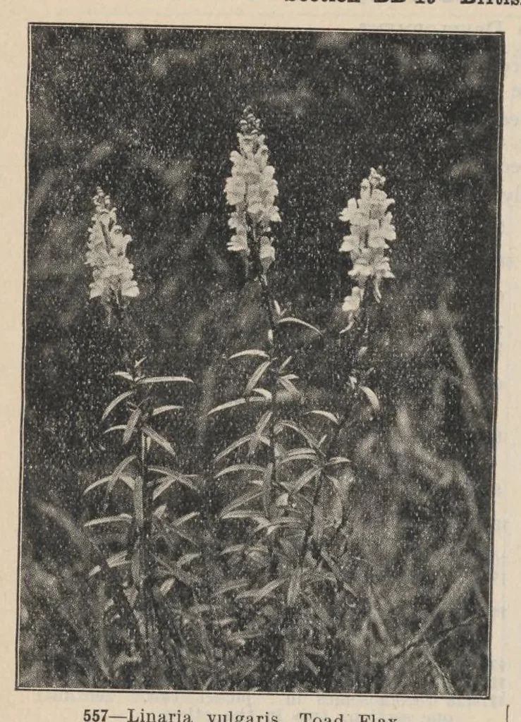An illustration from Lantern Slides illustrating Zoology, Botany, Geology, Astronomy, Textiles, &c.: Catalogue E., 1924, leaf 47