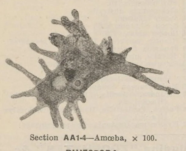 An illustration from Lantern Slides illustrating Zoology, Botany, Geology, Astronomy, Textiles, &c.: Catalogue E., 1924, leaf 8