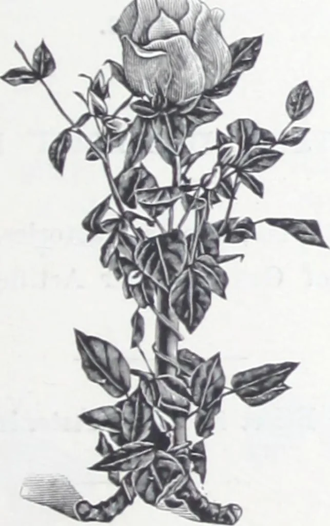 An illustration from Frink's patent reflectors for electric and combination fixtures : for lighting churches, halls, banks ..., 1898, leaf 50