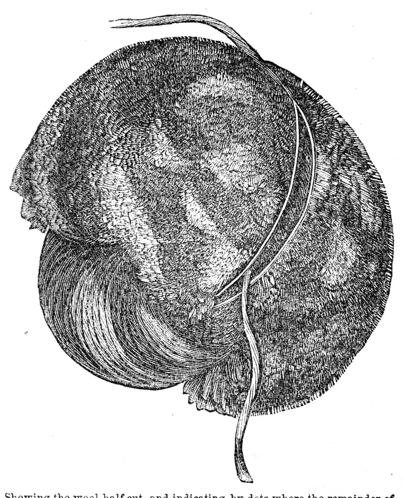 An illustration from Godey's Lady's Book August 1864, 1864, leaf 68