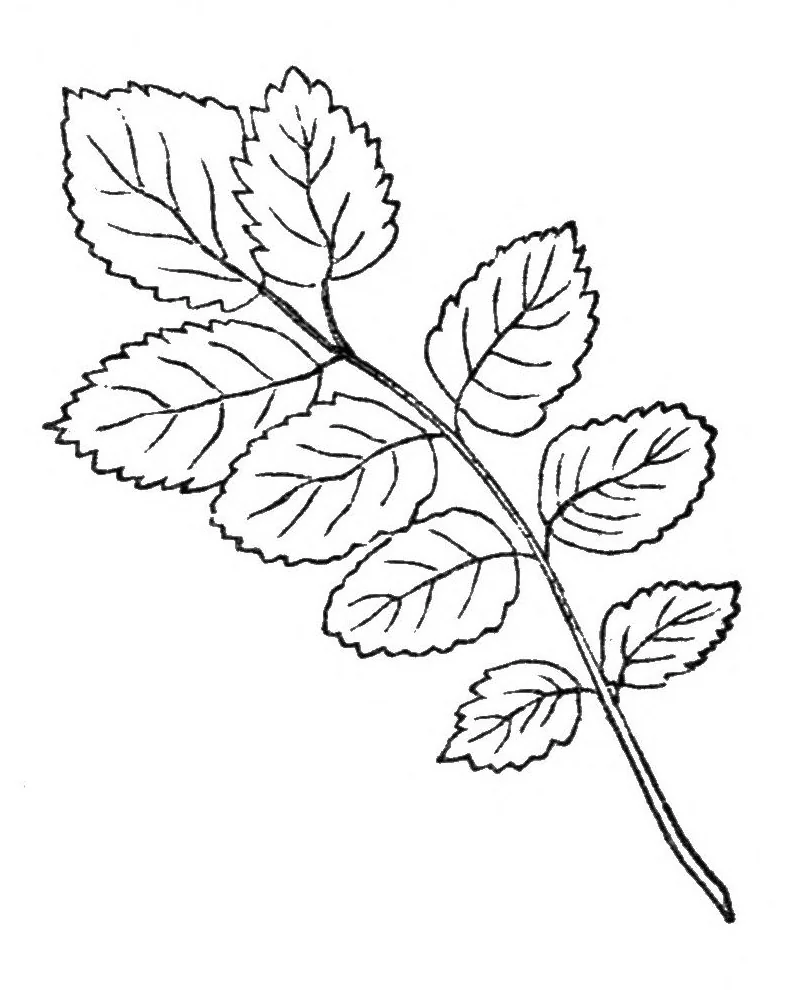An illustration from Godey's Lady's Book March 1864, 1864, leaf 85