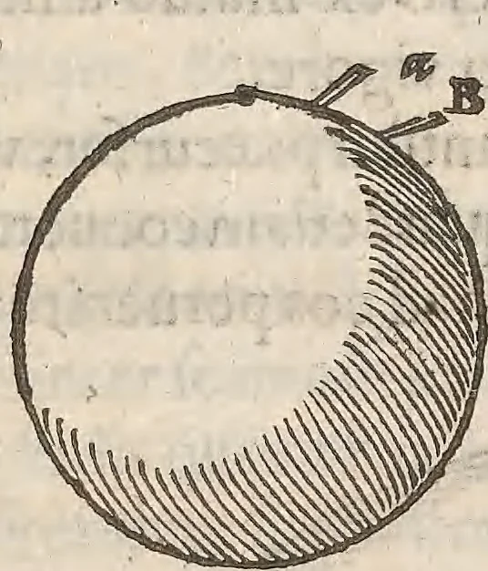 An illustration from Guilielmi Gilberti Colcestrensis, medici londinensis, De magnete : magneticisque corporibus, et de magno magnete tellure; physiologia noua, plurimis & argumentis, & experimentis demonstrata, 1600, leaf 120