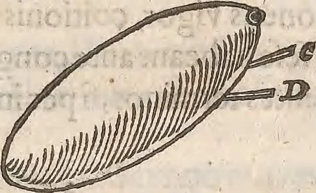 An illustration from Guilielmi Gilberti Colcestrensis, medici londinensis, De magnete : magneticisque corporibus, et de magno magnete tellure; physiologia noua, plurimis & argumentis, & experimentis demonstrata, 1600, leaf 120