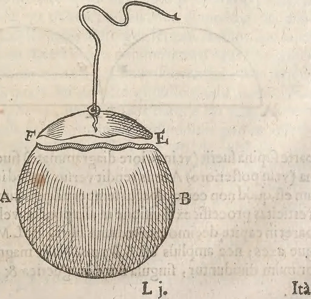 An illustration from Guilielmi Gilberti Colcestrensis, medici londinensis, De magnete : magneticisque corporibus, et de magno magnete tellure; physiologia noua, plurimis & argumentis, & experimentis demonstrata, 1600, leaf 142