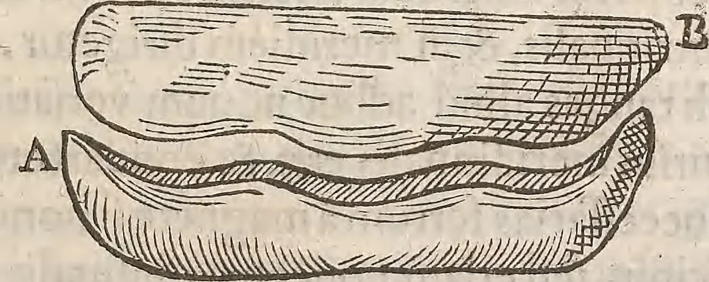 An illustration from Guilielmi Gilberti Colcestrensis, medici londinensis, De magnete : magneticisque corporibus, et de magno magnete tellure; physiologia noua, plurimis & argumentis, & experimentis demonstrata, 1600, leaf 148