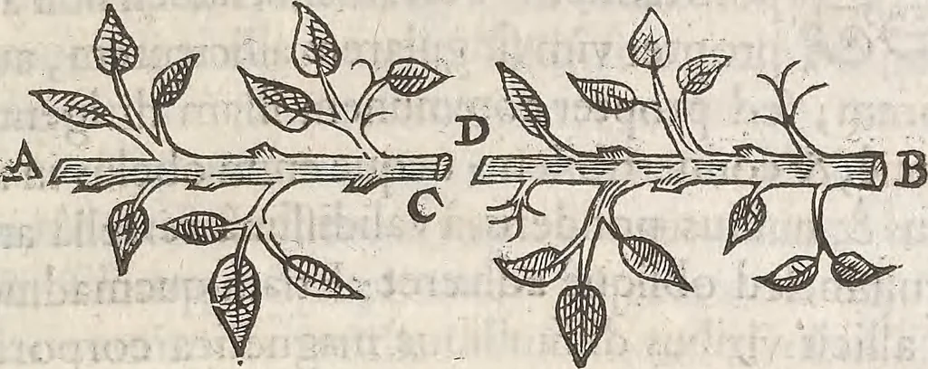 An illustration from Guilielmi Gilberti Colcestrensis, medici londinensis, De magnete : magneticisque corporibus, et de magno magnete tellure; physiologia noua, plurimis & argumentis, & experimentis demonstrata, 1600, leaf 152