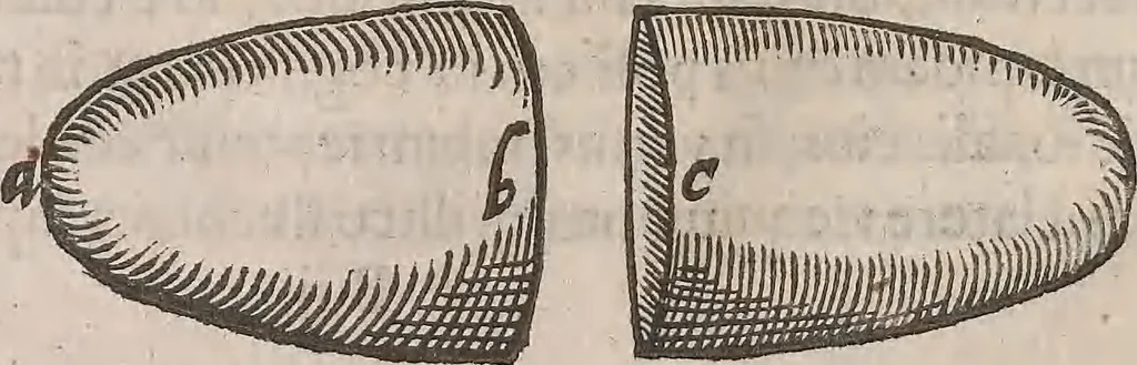 An illustration from Guilielmi Gilberti Colcestrensis, medici londinensis, De magnete : magneticisque corporibus, et de magno magnete tellure; physiologia noua, plurimis & argumentis, & experimentis demonstrata, 1600, leaf 37