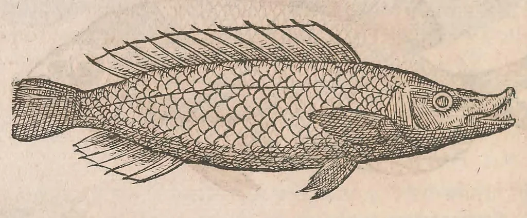 An illustration from Gulielmi Rondeletii doctoris Medici et medicinae ... Libri de piscibus marinis : in quibus veræ piscium effigies expressae sunt : quæ in tota piscium historia continentur, indicat elenchus pagina nona et decima : postremo accesserunt indices necessarij, 1554, leaf 196