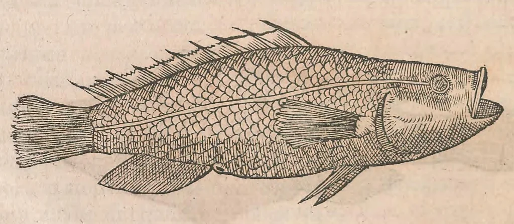 An illustration from Gulielmi Rondeletii doctoris Medici et medicinae ... Libri de piscibus marinis : in quibus veræ piscium effigies expressae sunt : quæ in tota piscium historia continentur, indicat elenchus pagina nona et decima : postremo accesserunt indices necessarij, 1554, leaf 196