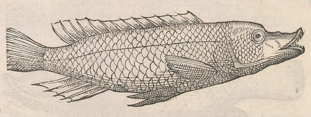 An illustration from Gulielmi Rondeletii doctoris Medici et medicinae ... Libri de piscibus marinis : in quibus veræ piscium effigies expressae sunt : quæ in tota piscium historia continentur, indicat elenchus pagina nona et decima : postremo accesserunt indices necessarij, 1554, leaf 198