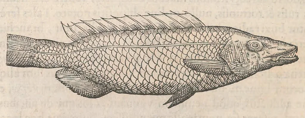 An illustration from Gulielmi Rondeletii doctoris Medici et medicinae ... Libri de piscibus marinis : in quibus veræ piscium effigies expressae sunt : quæ in tota piscium historia continentur, indicat elenchus pagina nona et decima : postremo accesserunt indices necessarij, 1554, leaf 198