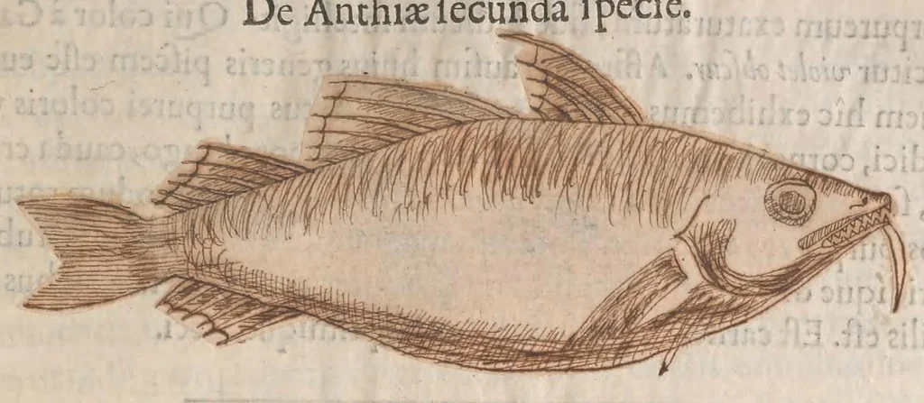An illustration from Gulielmi Rondeletii doctoris Medici et medicinae ... Libri de piscibus marinis : in quibus veræ piscium effigies expressae sunt : quæ in tota piscium historia continentur, indicat elenchus pagina nona et decima : postremo accesserunt indices necessarij, 1554, leaf 211