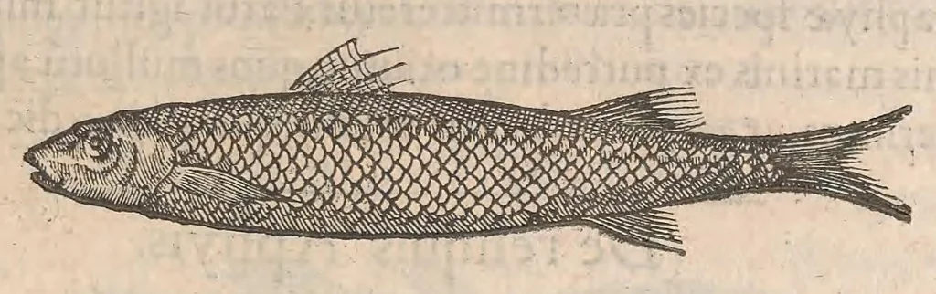 An illustration from Gulielmi Rondeletii doctoris Medici et medicinae ... Libri de piscibus marinis : in quibus veræ piscium effigies expressae sunt : quæ in tota piscium historia continentur, indicat elenchus pagina nona et decima : postremo accesserunt indices necessarij, 1554, leaf 233