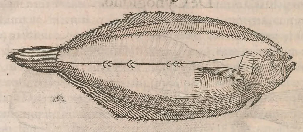 An illustration from Gulielmi Rondeletii doctoris Medici et medicinae ... Libri de piscibus marinis : in quibus veræ piscium effigies expressae sunt : quæ in tota piscium historia continentur, indicat elenchus pagina nona et decima : postremo accesserunt indices necessarij, 1554, leaf 344