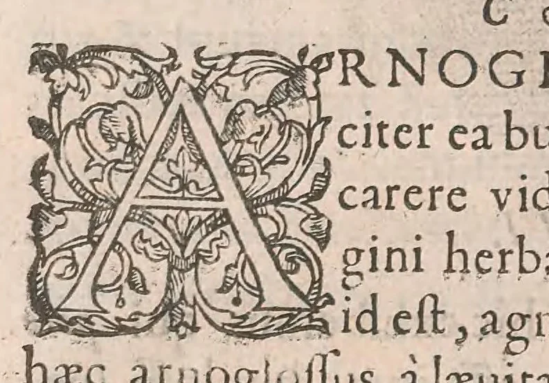 An illustration from Gulielmi Rondeletii doctoris Medici et medicinae ... Libri de piscibus marinis : in quibus veræ piscium effigies expressae sunt : quæ in tota piscium historia continentur, indicat elenchus pagina nona et decima : postremo accesserunt indices necessarij, 1554, leaf 344