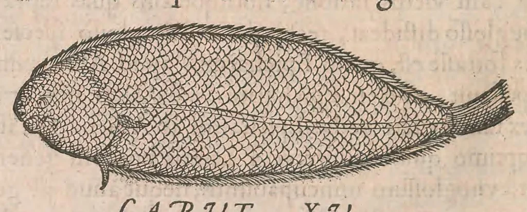 An illustration from Gulielmi Rondeletii doctoris Medici et medicinae ... Libri de piscibus marinis : in quibus veræ piscium effigies expressae sunt : quæ in tota piscium historia continentur, indicat elenchus pagina nona et decima : postremo accesserunt indices necessarij, 1554, leaf 344