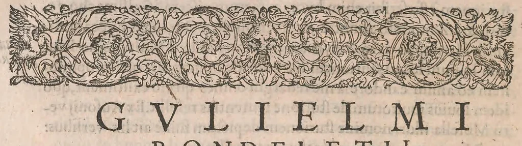 An illustration from Gulielmi Rondeletii doctoris Medici et medicinae ... Libri de piscibus marinis : in quibus veræ piscium effigies expressae sunt : quæ in tota piscium historia continentur, indicat elenchus pagina nona et decima : postremo accesserunt indices necessarij, 1554, leaf 438