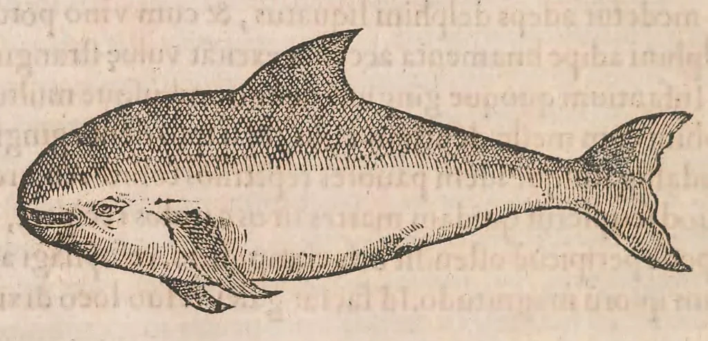 An illustration from Gulielmi Rondeletii doctoris Medici et medicinae ... Libri de piscibus marinis : in quibus veræ piscium effigies expressae sunt : quæ in tota piscium historia continentur, indicat elenchus pagina nona et decima : postremo accesserunt indices necessarij, 1554, leaf 494