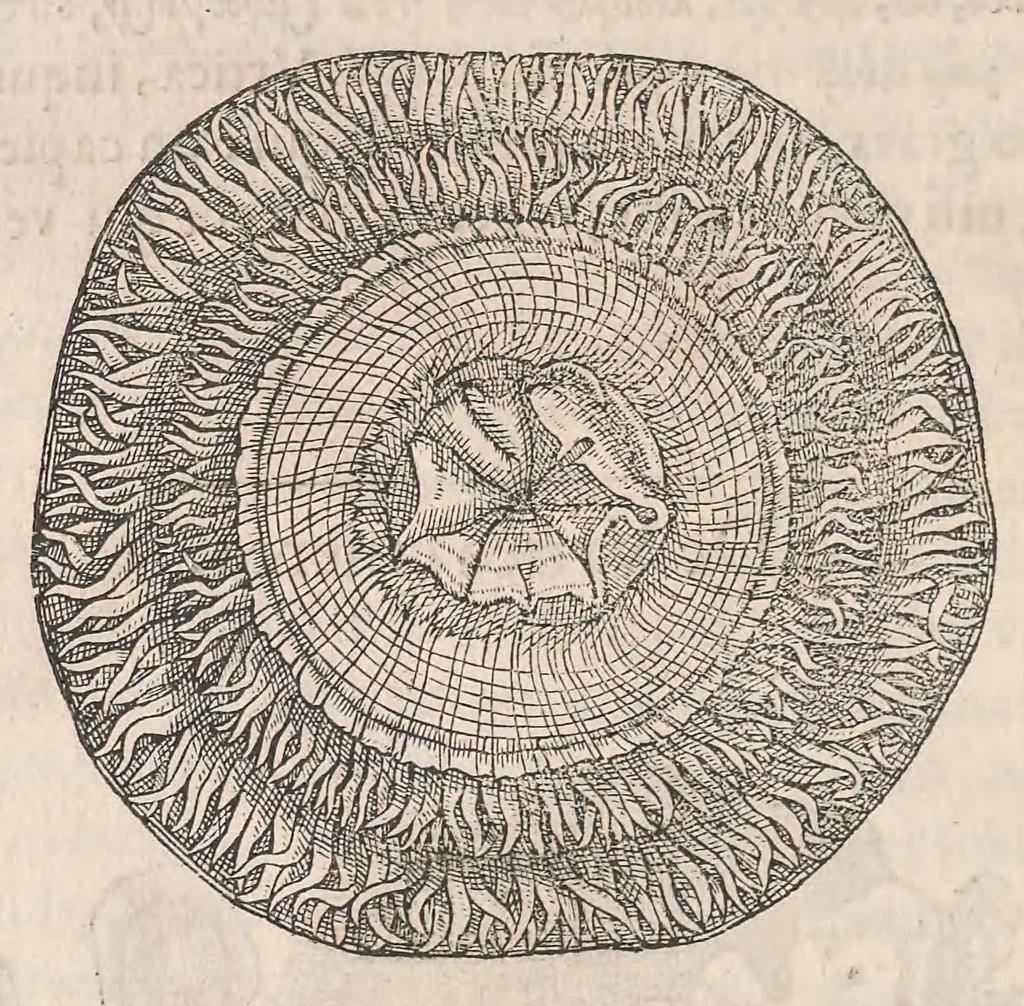 An illustration from Gulielmi Rondeletii doctoris Medici et medicinae ... Libri de piscibus marinis : in quibus veræ piscium effigies expressae sunt : quæ in tota piscium historia continentur, indicat elenchus pagina nona et decima : postremo accesserunt indices necessarij, 1554, leaf 550