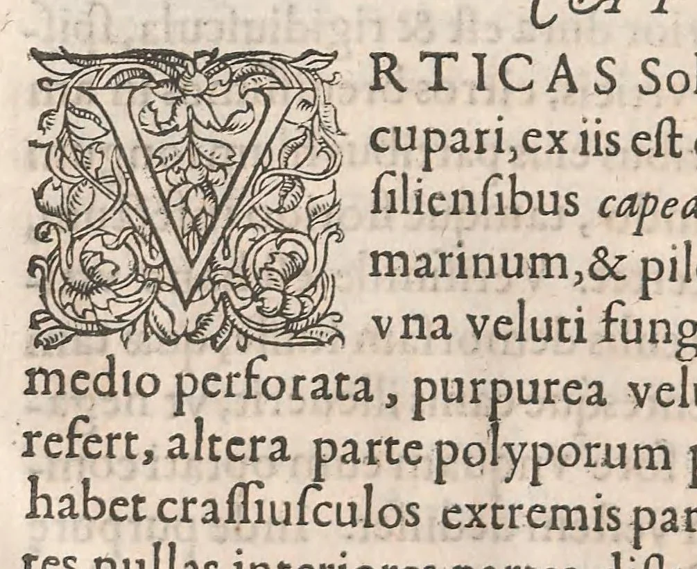 An illustration from Gulielmi Rondeletii doctoris Medici et medicinae ... Libri de piscibus marinis : in quibus veræ piscium effigies expressae sunt : quæ in tota piscium historia continentur, indicat elenchus pagina nona et decima : postremo accesserunt indices necessarij, 1554, leaf 552