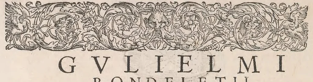 An illustration from Gulielmi Rondeletii doctoris Medici et medicinae ... Libri de piscibus marinis : in quibus veræ piscium effigies expressae sunt : quæ in tota piscium historia continentur, indicat elenchus pagina nona et decima : postremo accesserunt indices necessarij, 1554, leaf 554