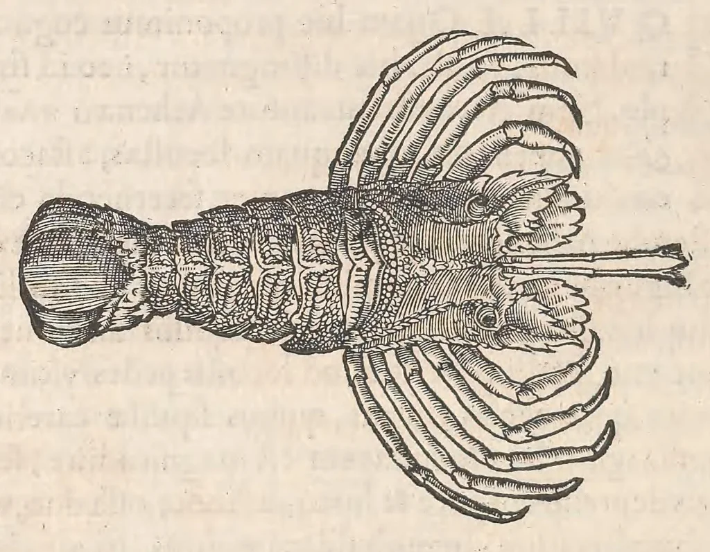 An illustration from Gulielmi Rondeletii doctoris Medici et medicinae ... Libri de piscibus marinis : in quibus veræ piscium effigies expressae sunt : quæ in tota piscium historia continentur, indicat elenchus pagina nona et decima : postremo accesserunt indices necessarij, 1554, leaf 566