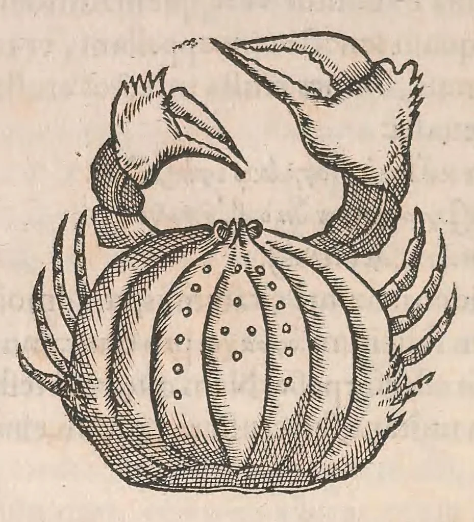 An illustration from Gulielmi Rondeletii doctoris Medici et medicinae ... Libri de piscibus marinis : in quibus veræ piscium effigies expressae sunt : quæ in tota piscium historia continentur, indicat elenchus pagina nona et decima : postremo accesserunt indices necessarij, 1554, leaf 584